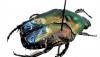 213387 – Photo : Scarab63 – France (63)